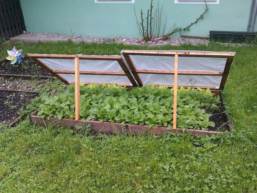 Holzrahmen-Frühbeet mit zwei aufgeklappten durchsichtigen Abdeckungen, darunter dicht wachsende grüne Salatpflanzen auf einer Rasenfläche vor einer Hauswand.